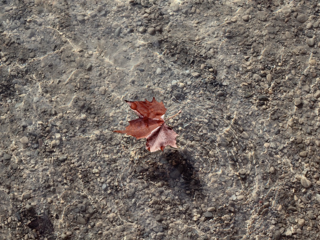 A single leaf on clear water